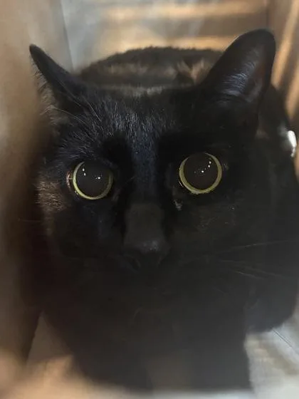 An adult large-sized male Domestic Short Hair cat named Octo Cobra for adoption in West Chester, PA