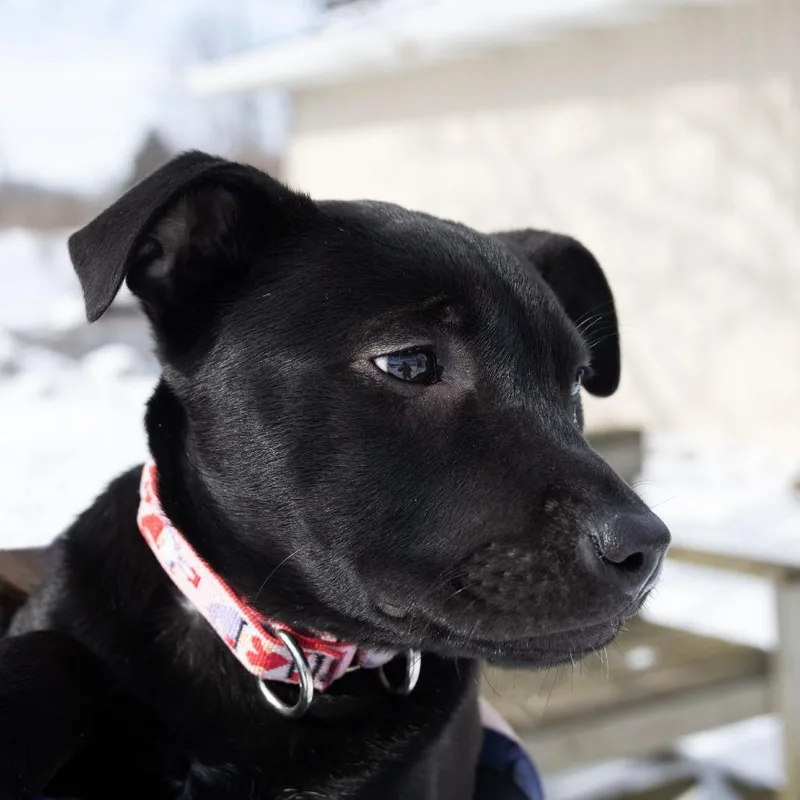 Gina Linetti thumbnail 2