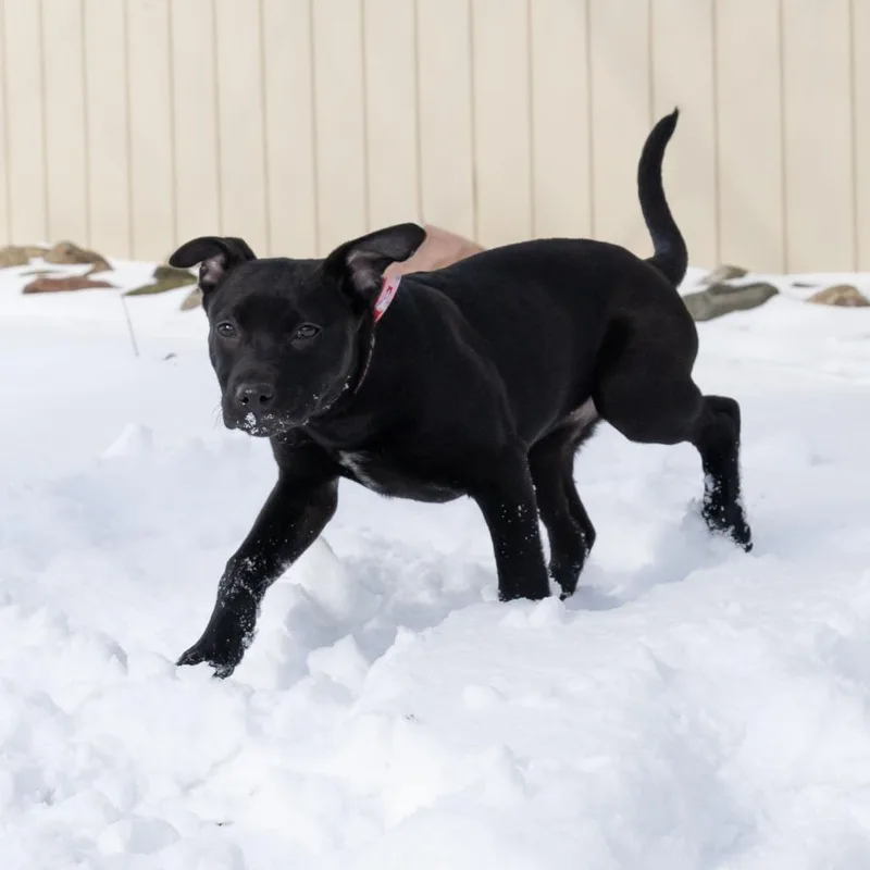 Gina Linetti thumbnail 3