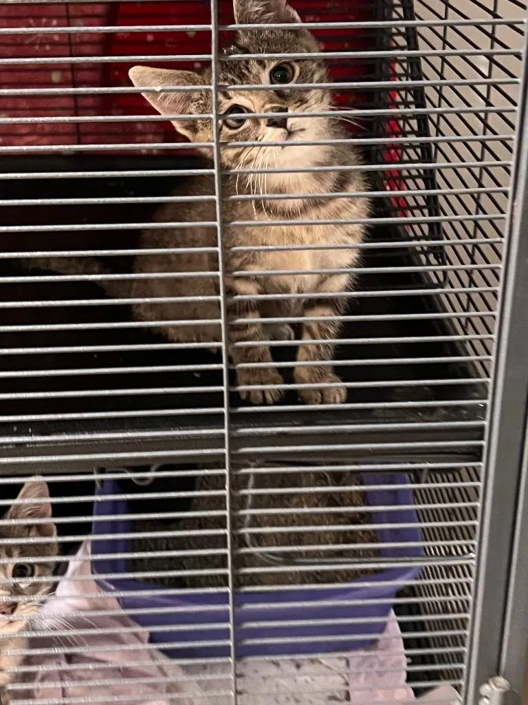 A baby medium-sized female Domestic Short Hair cat named Thelma for adoption in Johnson City, TN