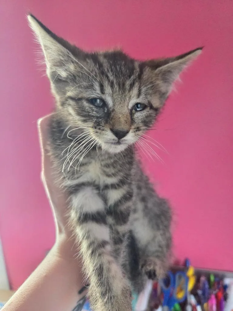 Thelma thumbnail 3