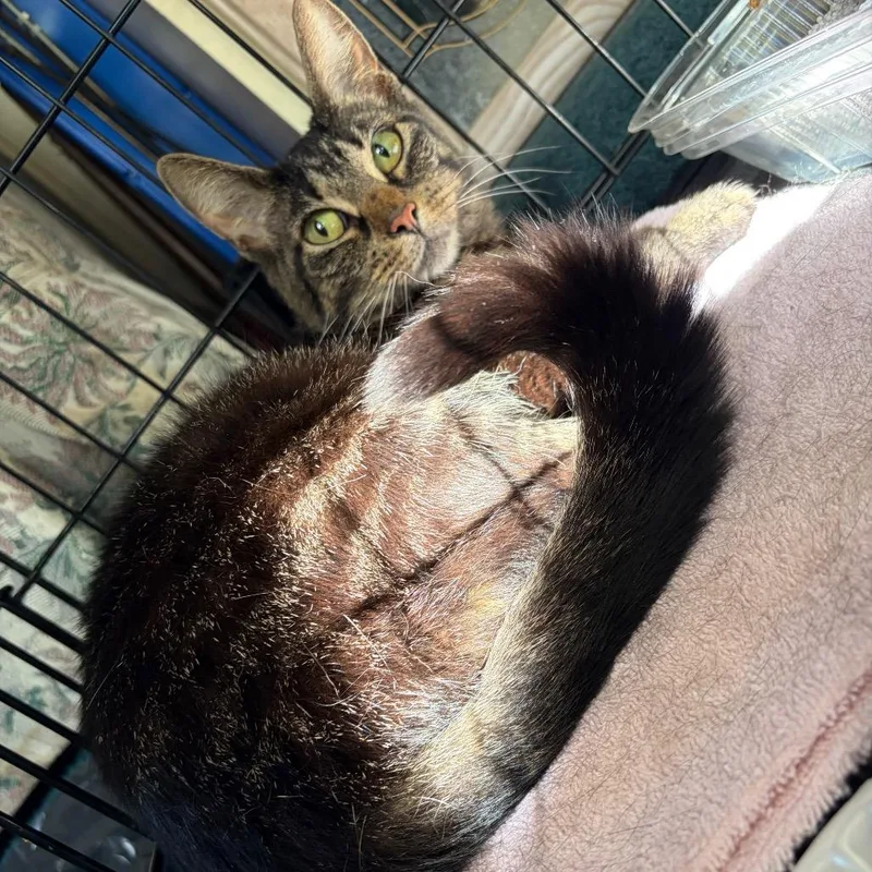 An adult medium-sized female Brown / Chocolate Domestic Short Hair cat named Sophie for adoption in Irwin, PA