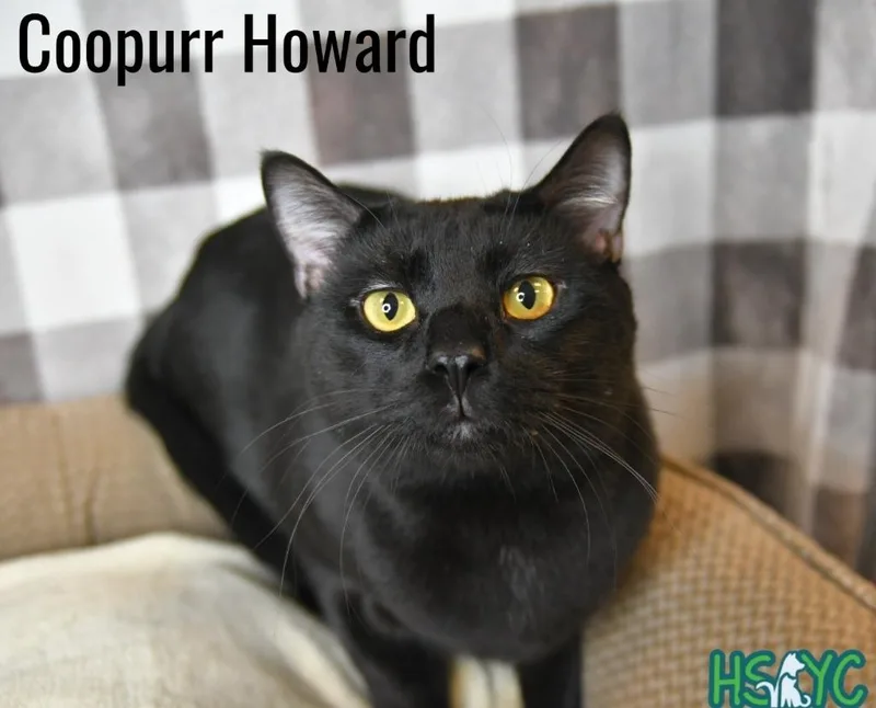 A young medium-sized male Domestic Short Hair cat named Coopurr Howard for adoption in Fort Mill, SC