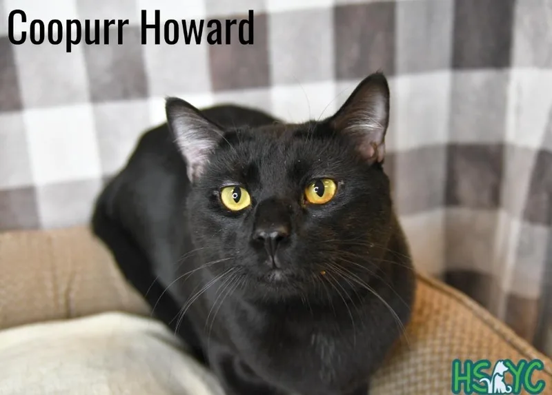 Coopurr Howard thumbnail 2