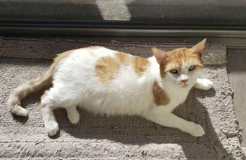 An adult medium-sized male Turkish Van cat named Ollie for adoption in Beverly Hills, CA