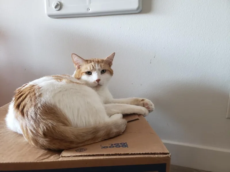 Ollie thumbnail 3