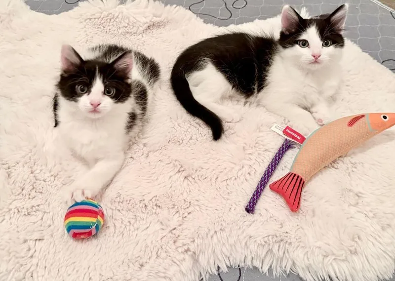 A baby medium-sized male Domestic Short Hair cat named Bill for adoption in Salt Lake City, UT