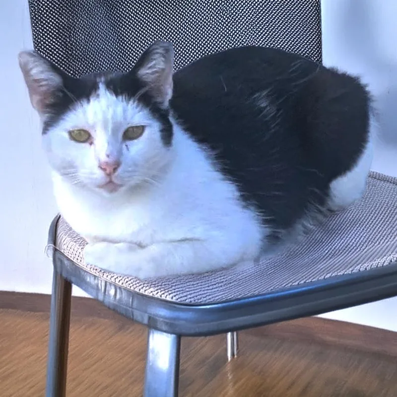 An adult small-sized female White Domestic Short Hair cat named Minnie for adoption in Long Beach, CA