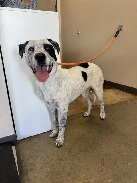 A young large-sized male Pit Bull Terrier dog named Ollie for adoption in Ontario, CA