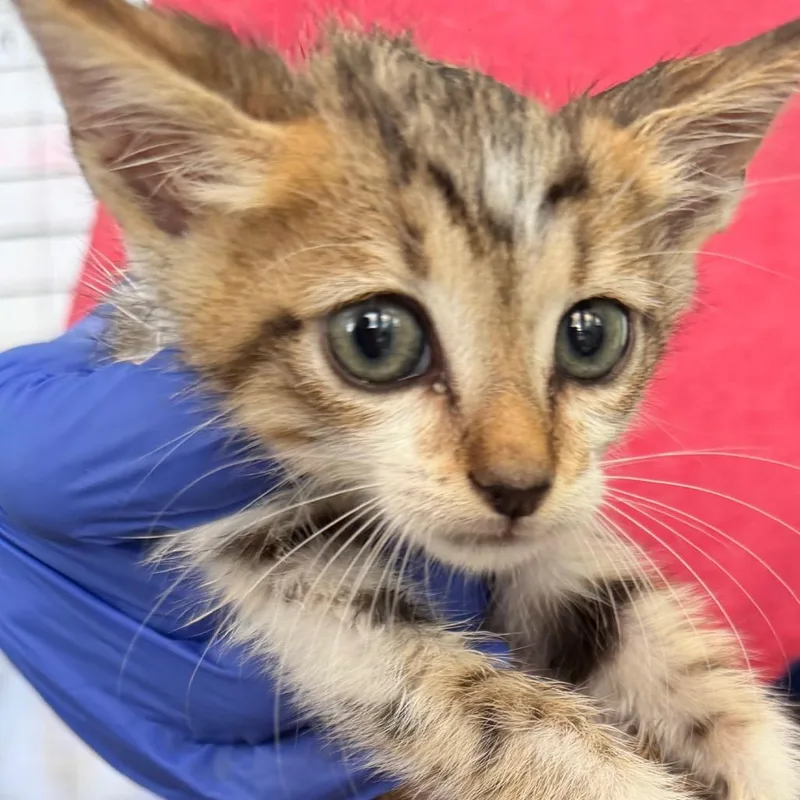A baby small-sized male Brown / Chocolate Domestic Short Hair cat named Gidget for adoption in Starkville, MS