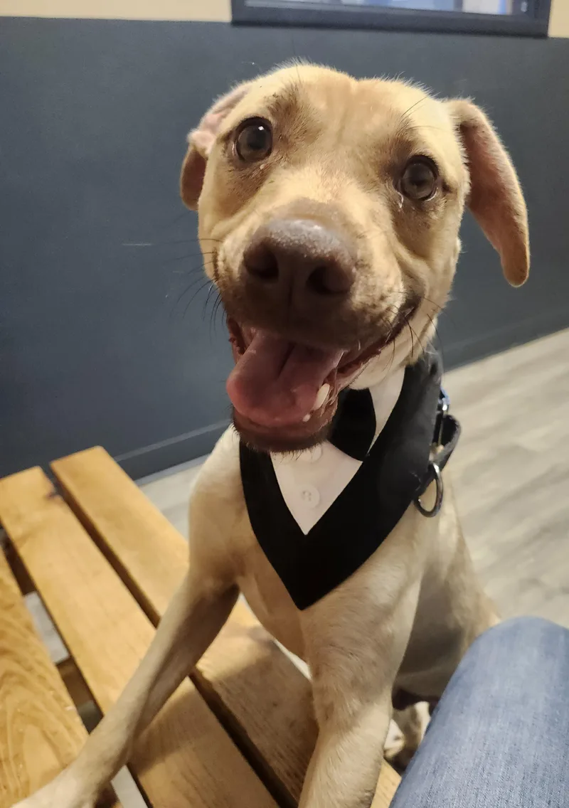 A young small-sized male Yellow / Tan / Blond / Fawn Pit Bull Terrier dog named Kalabar for adoption in Mansfield, OH
