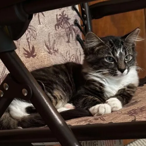 A young medium-sized male Tabby (Brown / Chocolate) Domestic Long Hair cat named Stephan Salvatore for adoption in Tipp City, OH