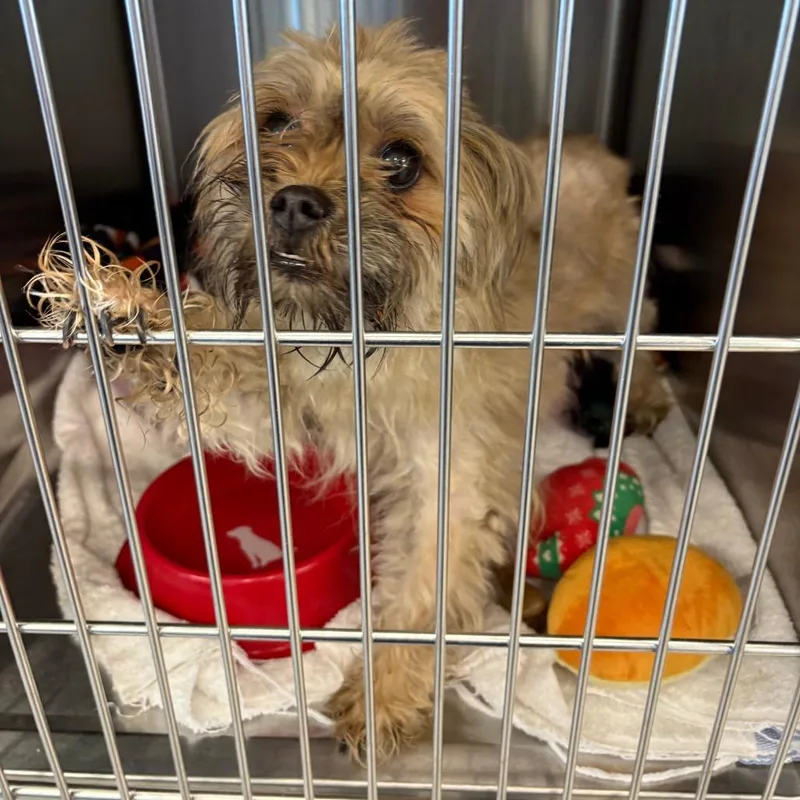 An adult small-sized female Brown / Chocolate Shih Tzu dog named Boots for adoption in Matteson, IL