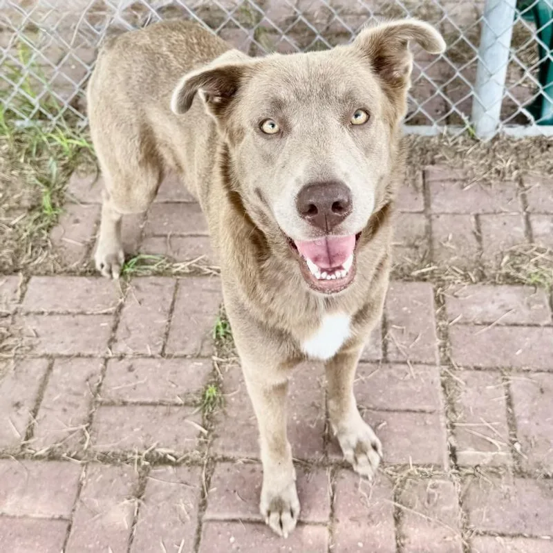 A young large-sized female Labrador Retriever dog named Zoe for adoption in Houston, TX