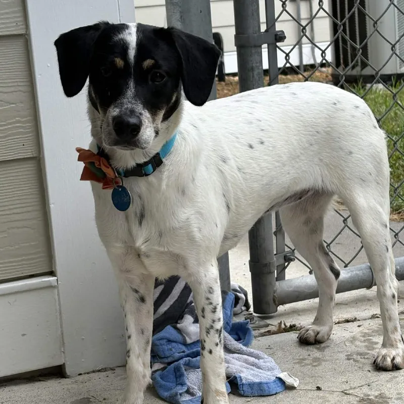 A young medium-sized female White / Cream Jack Russell Terrier dog named Reba for adoption in Gloucester, VA