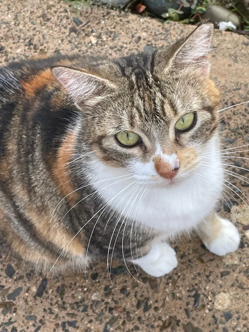 An adult medium-sized female Calico cat named MAGGIE  calm & for adoption in New York, NY