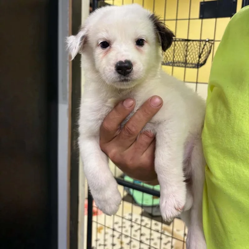 A baby small-sized female White / Cream Australian Shepherd dog named Jasmine for adoption in Gordonsville, TN