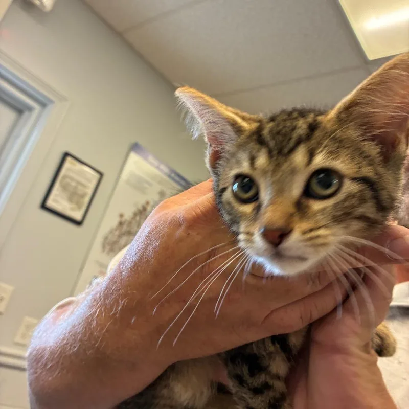 A baby small-sized male Gray / Blue / Silver Domestic Short Hair cat named Cypress for adoption in Morganfield, KY