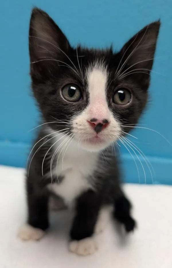 A baby small-sized female Domestic Short Hair cat named Anasui for adoption in Escondido, CA