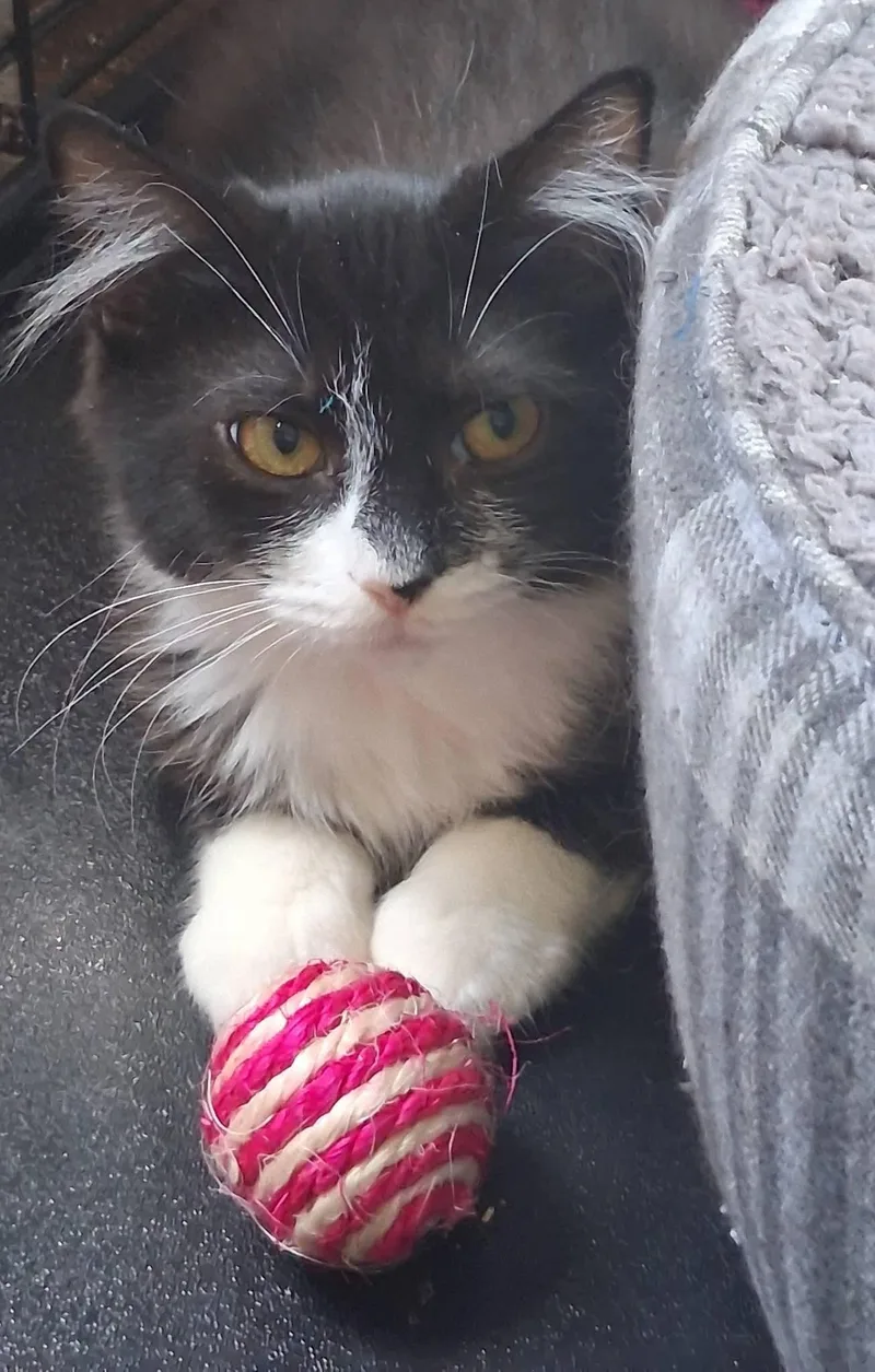 An adult medium-sized female Domestic Medium Hair cat named Dolly for adoption in Glastonbury, CT