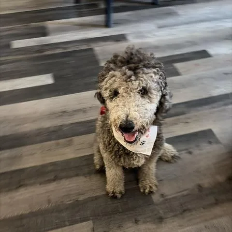 An adult medium-sized female Goldendoodle dog named Hula for adoption in Maitland, FL