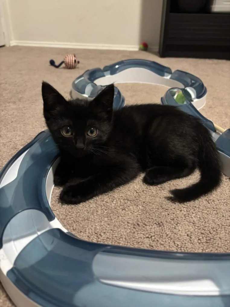 An adult small-sized female Domestic Short Hair cat named Sabrina for adoption in Burbank, CA