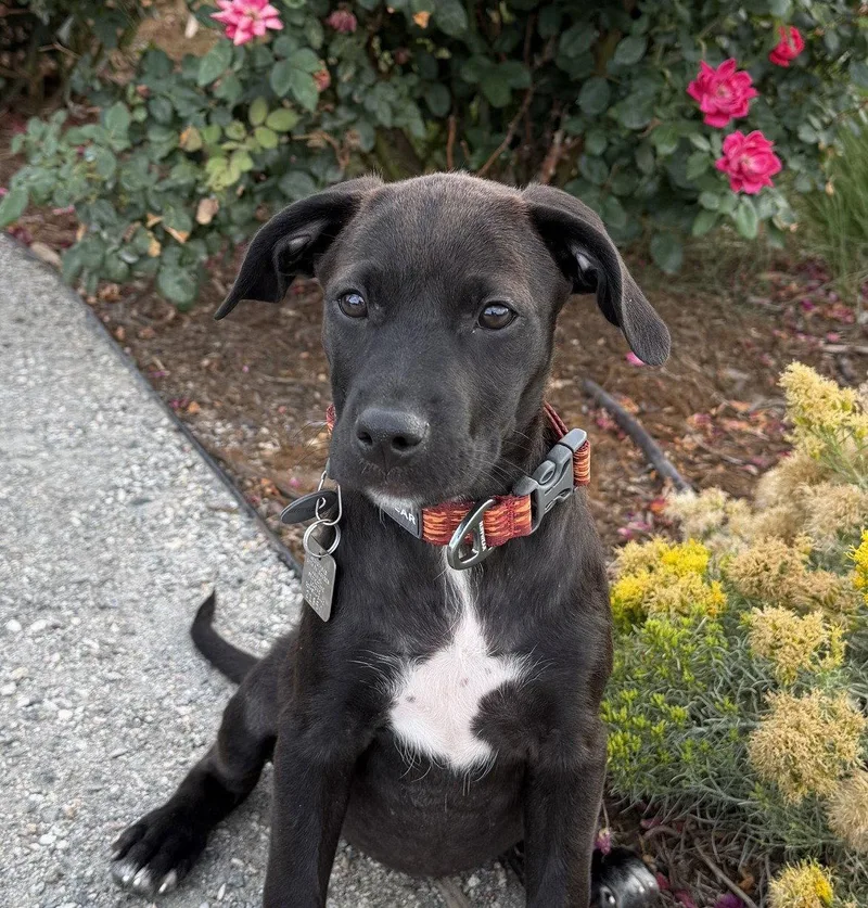 A baby large-sized female Mixed Breed dog named Mango for adoption in Evergreen, CO