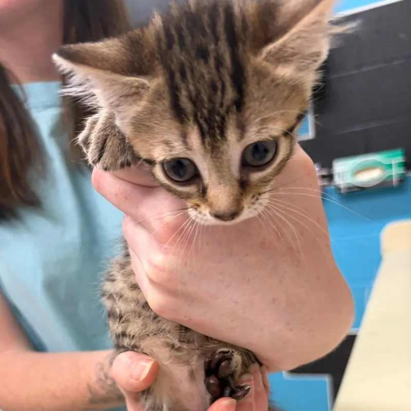 A baby small-sized female Black Domestic Short Hair cat named Lucky for adoption in Ardmore, OK
