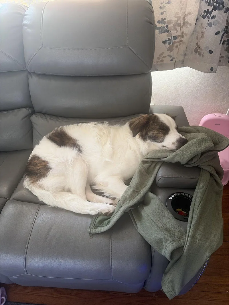 A young small-sized male Shepherd dog named Stitch for adoption in Virginia Beach, VA