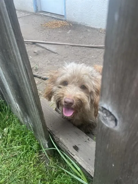 An adult small-sized male Poodle dog named Kiki for adoption in Alameda, CA
