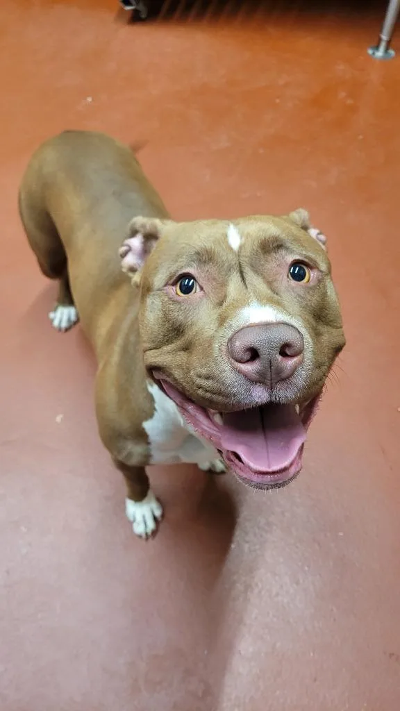 A young medium-sized female Pit Bull Terrier dog named Slinky for adoption in Douglasville, GA