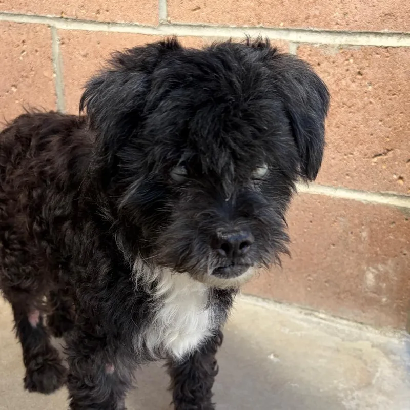 A senior small-sized male Maltese dog named Chester for adoption in Santa Barbara, CA