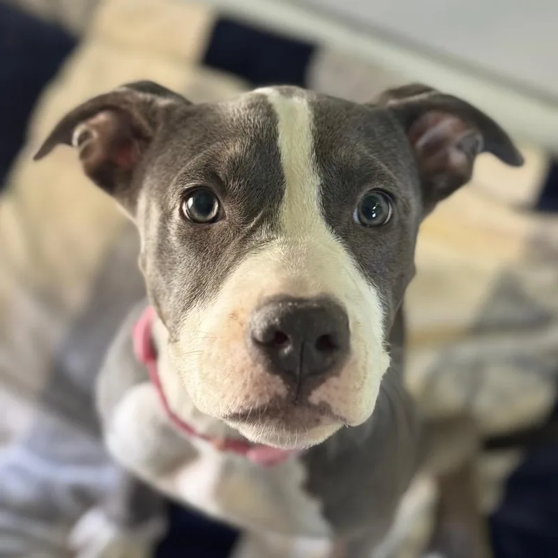 A baby small-sized female Gray / Blue / Silver Pit Bull Terrier dog named Josey for adoption in Santa Barbara, CA