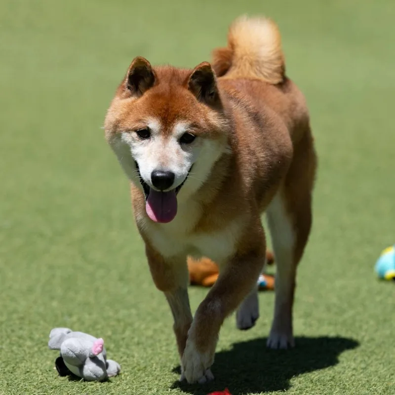 A senior medium-sized male Shiba Inu dog named Cheyenne for adoption in Peyton, CO