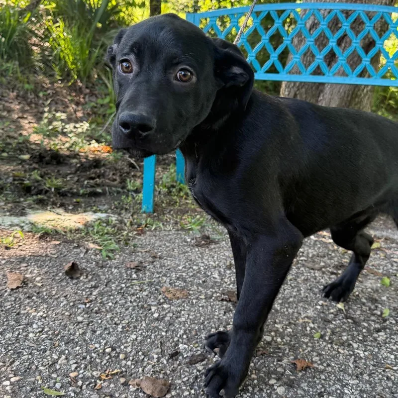 A young medium-sized male Black Mixed Breed dog named Clank for adoption in Monroeville, AL