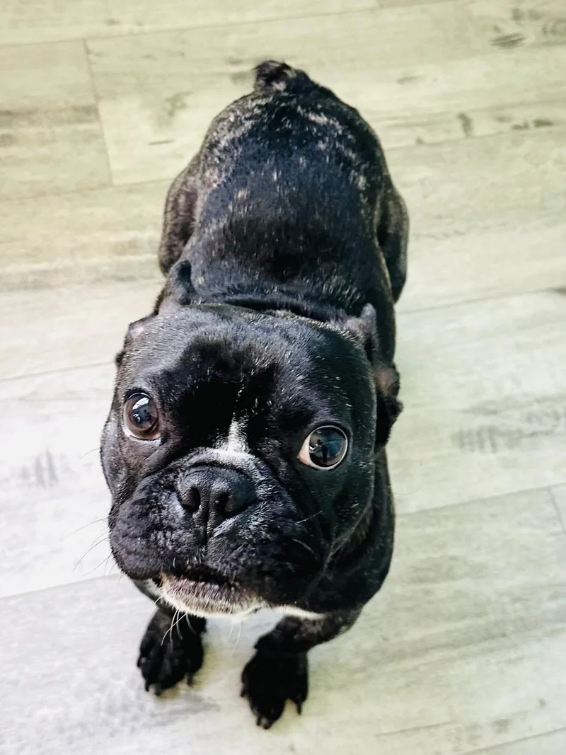 An adult small-sized male Brindle French Bulldog dog named Tank for adoption in Estero, FL