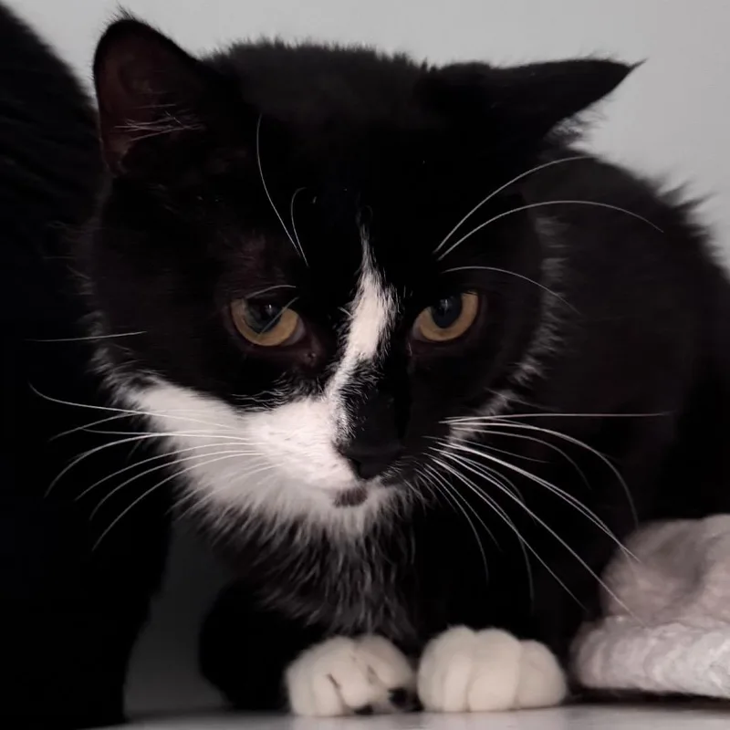 An adult medium-sized female Black Domestic Short Hair cat named Miranda for adoption in Salisbury, MA