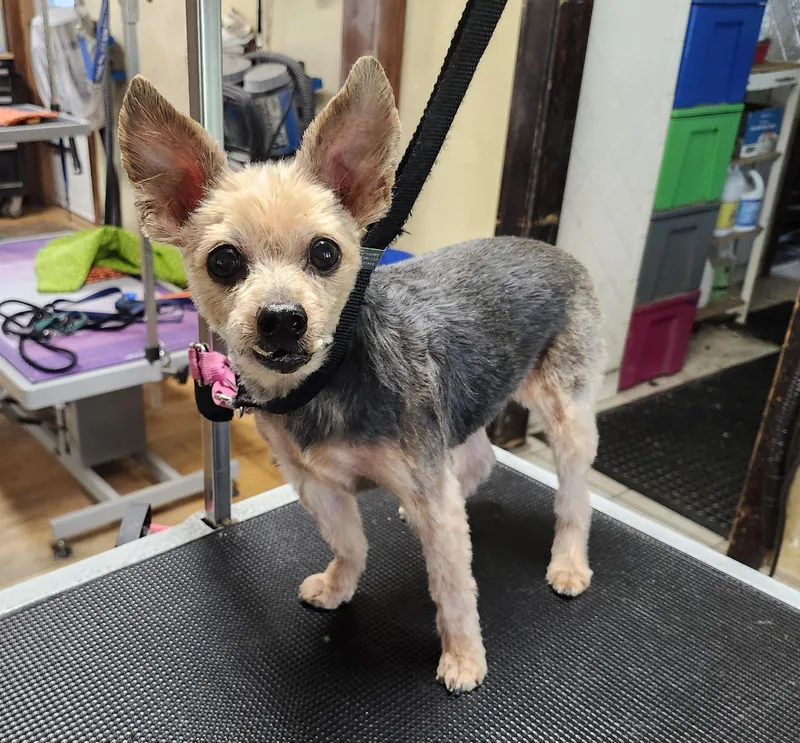 A senior small-sized male Yorkshire Terrier dog named Harry for adoption in Whitewater, WI