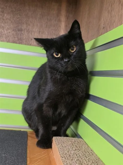 A young medium-sized female Domestic Short Hair cat named Vicki for adoption in Saint Peters, MO