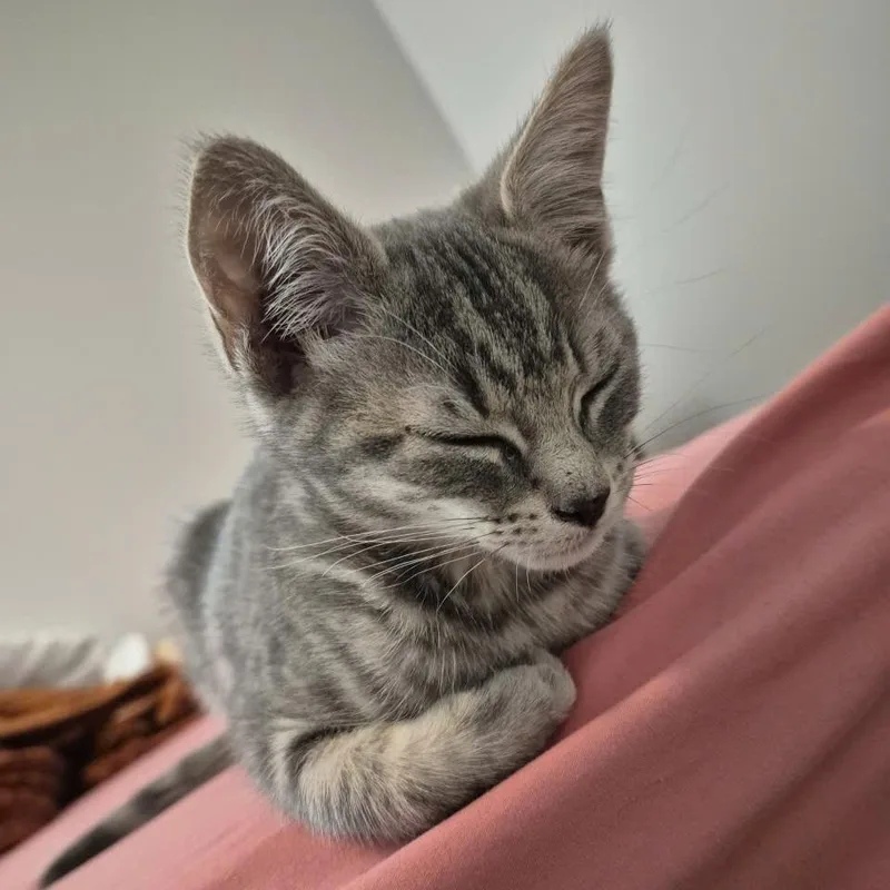 A baby medium-sized female Tabby (Gray / Blue / Silver) Domestic Short Hair cat named Flobee for adoption in Richmond, VA