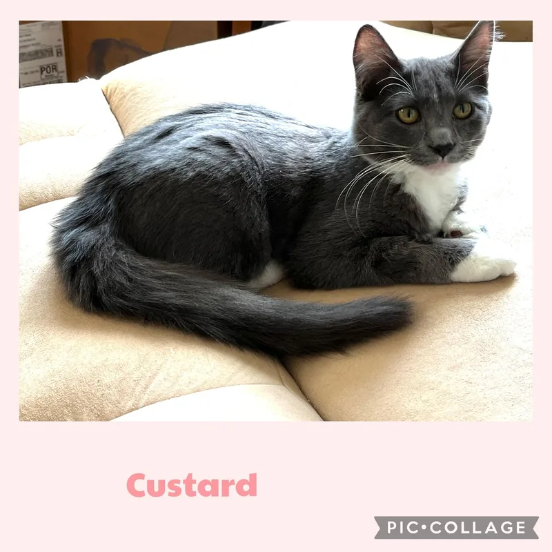 A baby small-sized female Gray & White Domestic Short Hair cat named Custard for adoption in Newberg, OR
