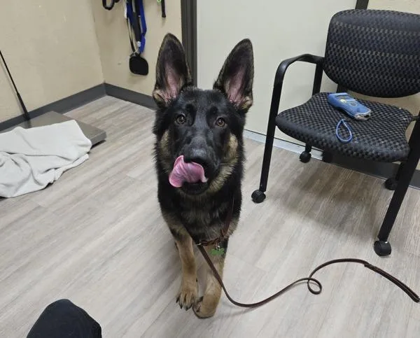 A young large-sized male German Shepherd Dog dog named Rick Allen for adoption in Oceanside, CA