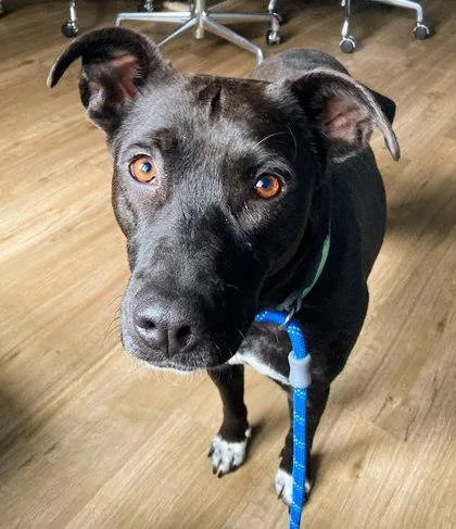 An adult medium-sized female Mixed Breed dog named Violet for adoption in Madison, NJ