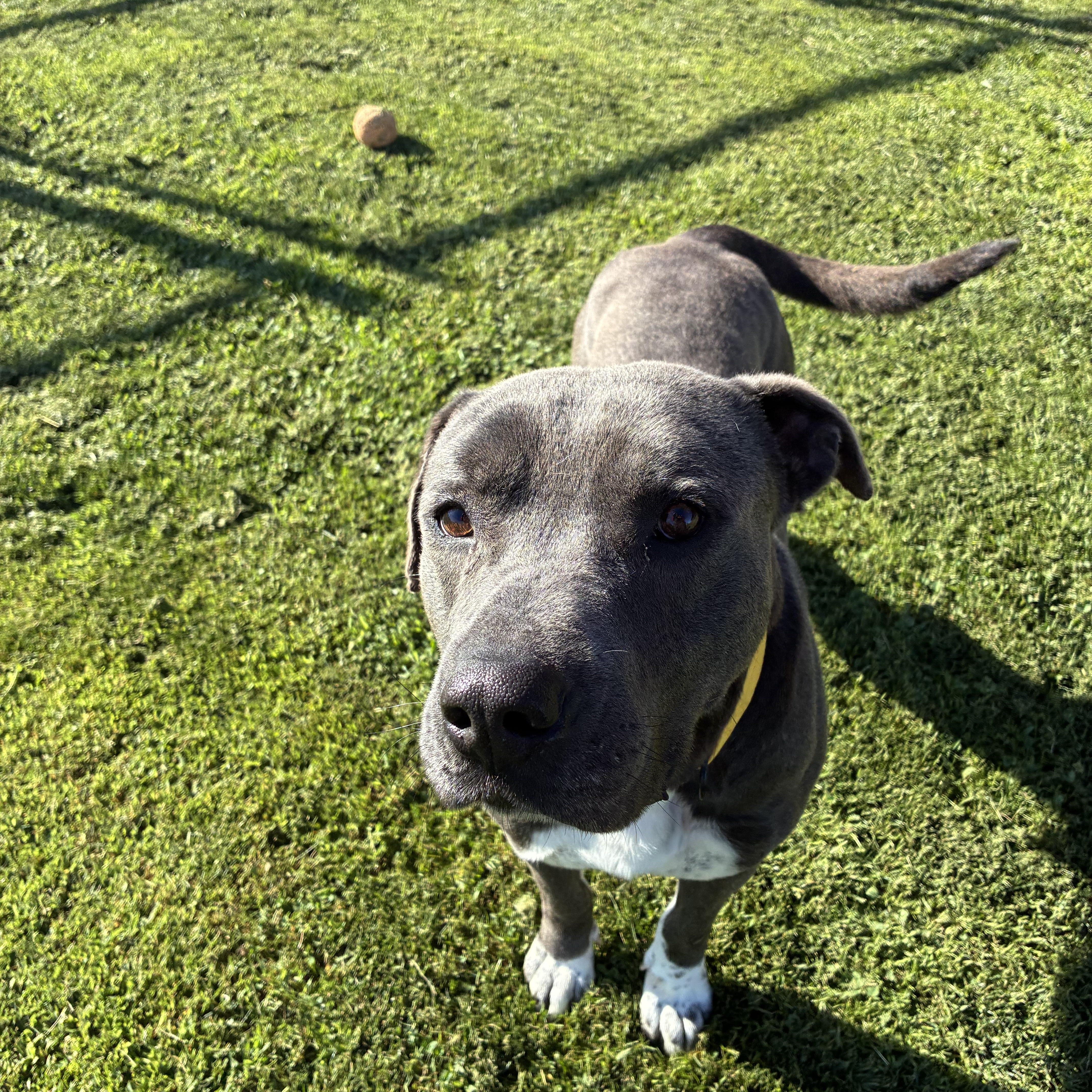 An adult large-sized male Gray / Blue / Silver Staffordshire Bull Terrier dog named Huey for adoption in Delano, CA