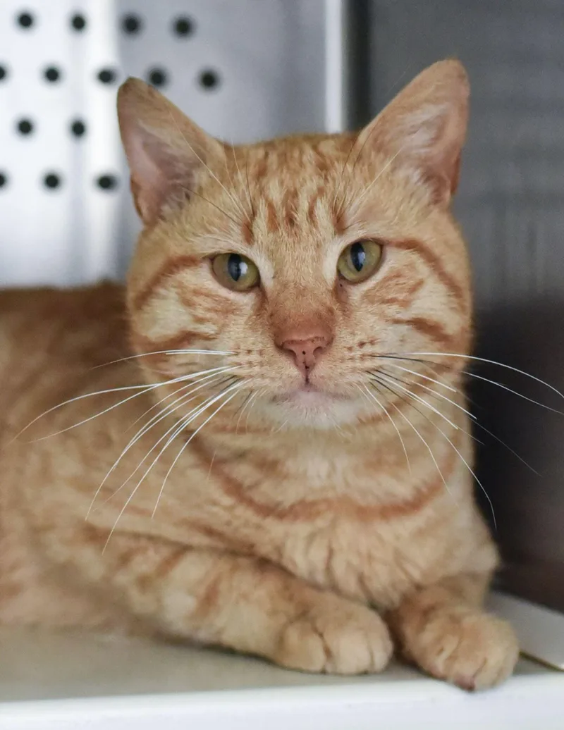 An adult medium-sized male Orange / Red Domestic Short Hair cat named Oriole Felv+ for adoption in Herndon, VA