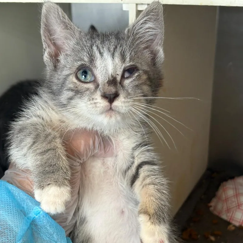 A baby small-sized female Gray / Blue / Silver Domestic Short Hair cat named Heather for adoption in Newark, NJ