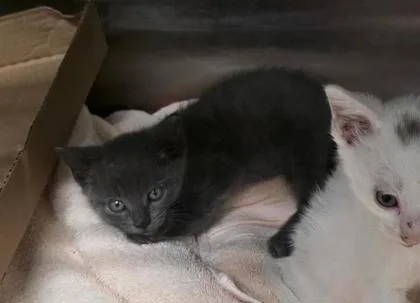 A baby small-sized unknown Domestic Short Hair cat named Storm for adoption in Clinton, MO