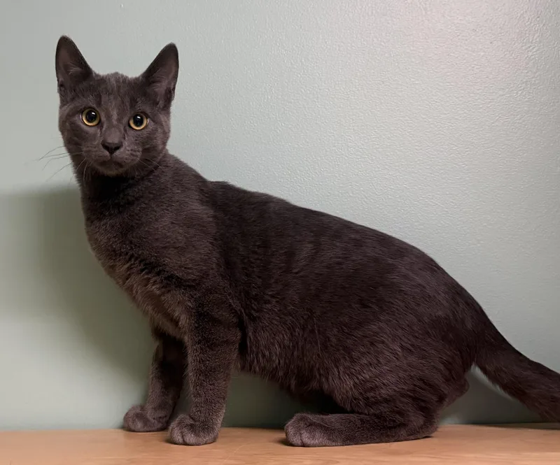 Sherlock thumbnail 2