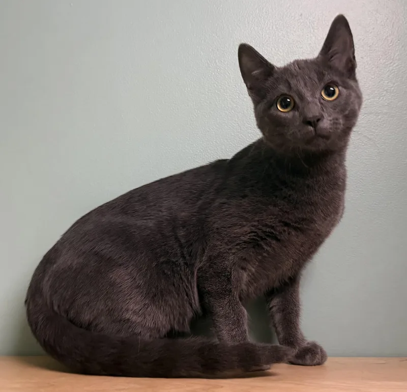 Sherlock thumbnail 3