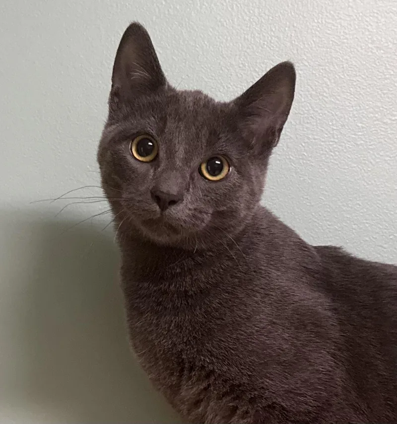 A young medium-sized male Gray / Blue / Silver Domestic Short Hair cat named Sherlock for adoption in Amery, WI